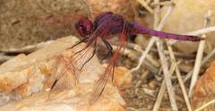 Trithemis annulata annulata