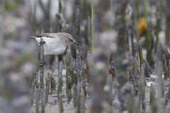 Dusky Gerygone photo 2