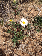 Layia glandulosa