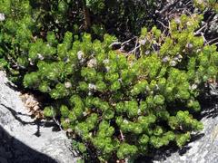 Serruria glomerata × villosa