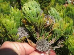 Serruria glomerata × villosa
