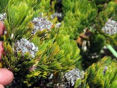 Serruria glomerata × villosa