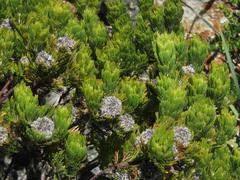 Serruria glomerata × villosa