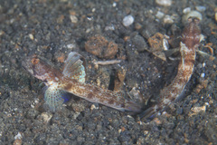Tomiyamichthys oni