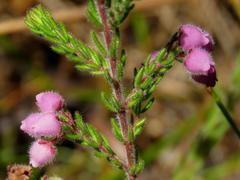 Erica hirtiflora hirtiflora