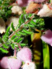 Erica hirtiflora hirtiflora