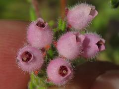 Erica hirtiflora hirtiflora