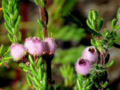 Erica hirtiflora hirtiflora