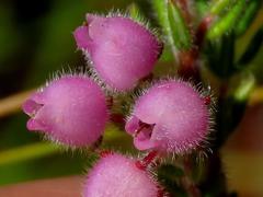 Erica hirtiflora hirtiflora