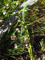 Erica hirtiflora hirtiflora