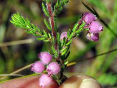 Erica hirtiflora hirtiflora