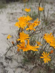 Steirodiscus speciosus