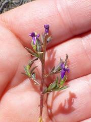 Monopsis debilis debilis