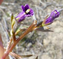 Monopsis debilis debilis