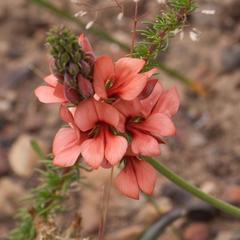 Indigofera psoraloides