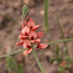 Indigofera psoraloides