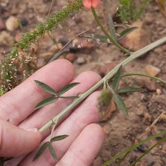 Indigofera psoraloides