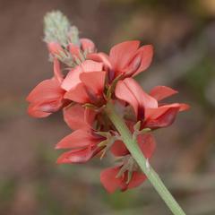 Indigofera psoraloides