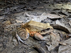 Smoky Jungle Frog photo 4