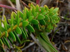 Agathosma lanceolata