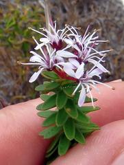 Agathosma lanceolata
