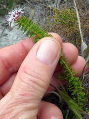 Agathosma lanceolata
