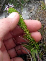 Agathosma lanceolata