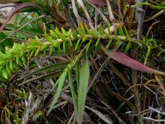 Agathosma lanceolata