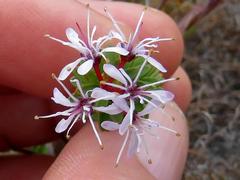Agathosma lanceolata