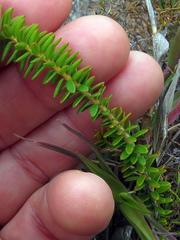 Agathosma lanceolata