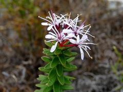 Agathosma lanceolata
