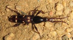 Orfilaia vulsellata