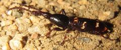 Orfilaia vulsellata