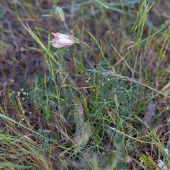 Monsonia speciosa