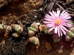 Braunsia maximilianii