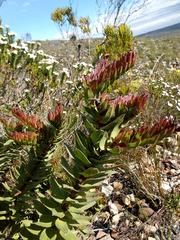 Lobostemon sanguineus
