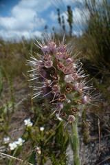Echiostachys ecklonianus