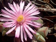 Braunsia maximilianii