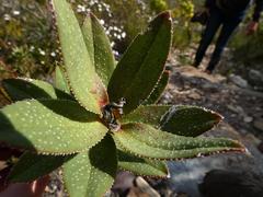 Lobostemon sanguineus