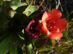 Lobostemon sanguineus