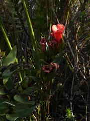 Lobostemon sanguineus