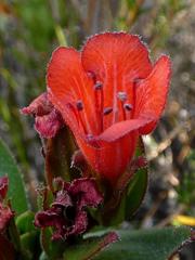 Lobostemon sanguineus