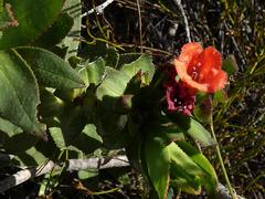 Lobostemon sanguineus