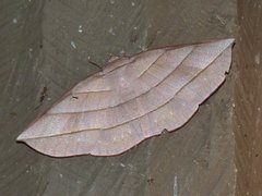 Sarcinodes aequilinearia