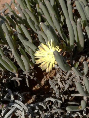Cephalophyllum framesii, photograph 6