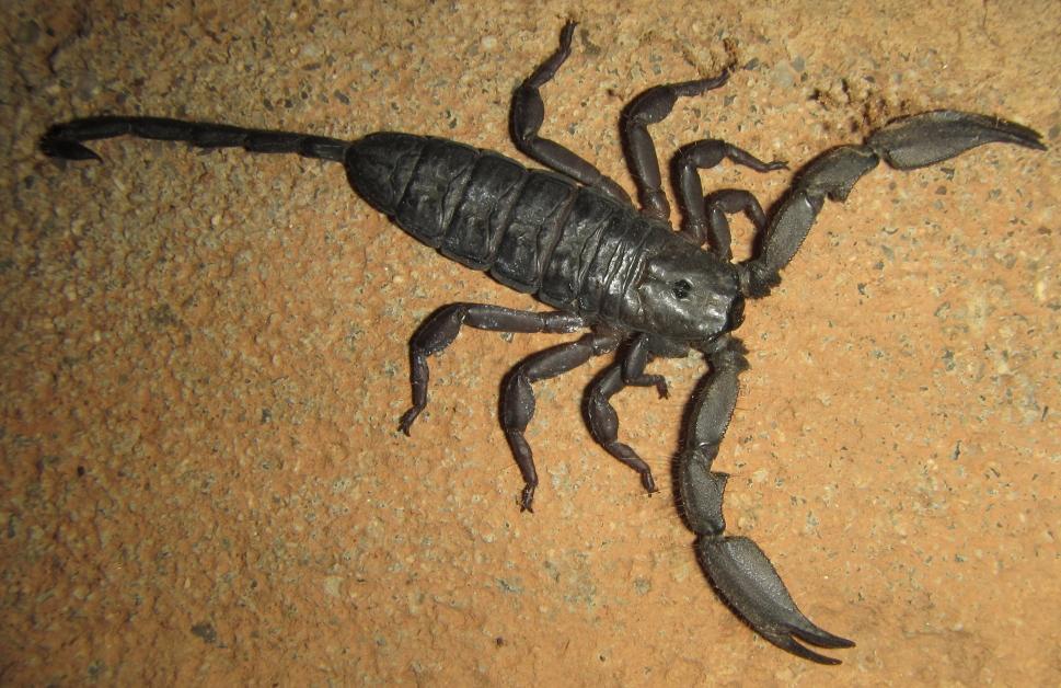 Scorpion plat d'Afrique du Sud (Hadogenes troglodytes)