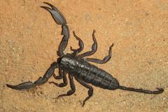 Hadogenes troglodytes