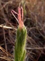 Acalypha depressinerva