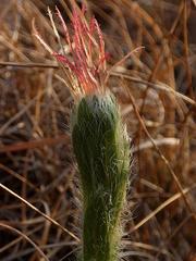 Acalypha depressinerva