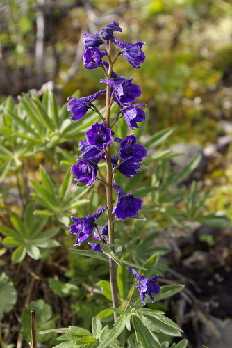Sierra larkspur